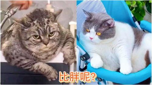 小猫有趣爆料视频大全,小猫趣味爆料视频大盘点 第3张 小猫有趣爆料视频大全,小猫趣味爆料视频大盘点 第3张