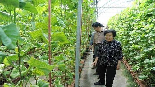 吃瓜真香知乎小说全文免费阅读,揭秘知乎小说背后的精彩故事  第3张