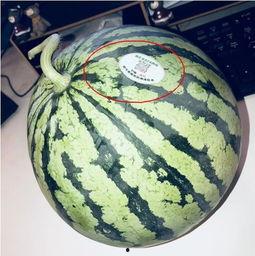 网红东北吃瓜最新,揭秘东北美食背后的故事与魅力 第1张 网红东北吃瓜最新,揭秘东北美食背后的故事与魅力 第1张