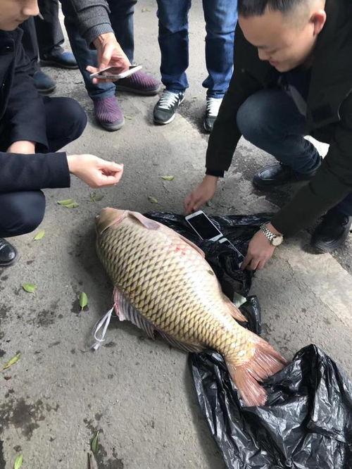 重庆爆料大鲤鱼视频最新,视频曝光引发社会关注 第2张 重庆爆料大鲤鱼视频最新,视频曝光引发社会关注 第2张