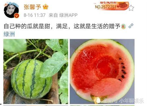 娱乐吃瓜料,明星们的幕后故事与八卦风云 第3张 娱乐吃瓜料,明星们的幕后故事与八卦风云 第3张
