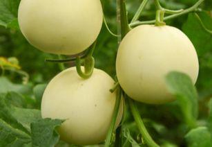 甜瓜生物爆料是真的吗视频,甜瓜生物爆料视频真实性揭秘