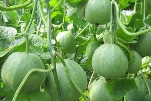 甜瓜生物爆料是真的吗视频,甜瓜生物爆料视频真实性揭秘  第2张