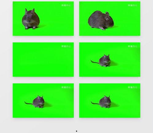 最新老鼠爆料视频播放下载,最新老鼠爆料视频播放下载全解析  第3张