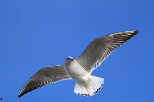 天津海鸥爆料视频大全,揭秘幕后故事与精彩瞬间