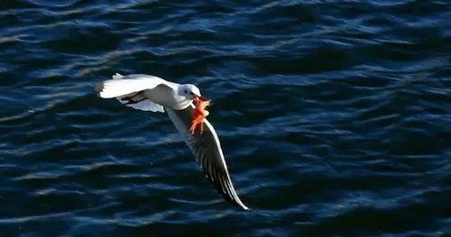 天津海鸥爆料视频大全,揭秘幕后故事与精彩瞬间  第2张