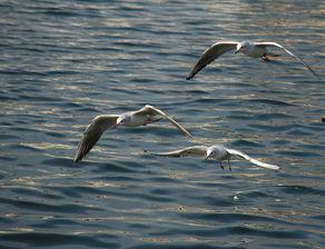 天津海鸥爆料视频大全,揭秘幕后故事与精彩瞬间  第3张