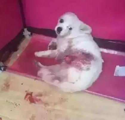 狗子今日爆料视频大全,视频大全揭秘娱乐圈幕后真相  第2张