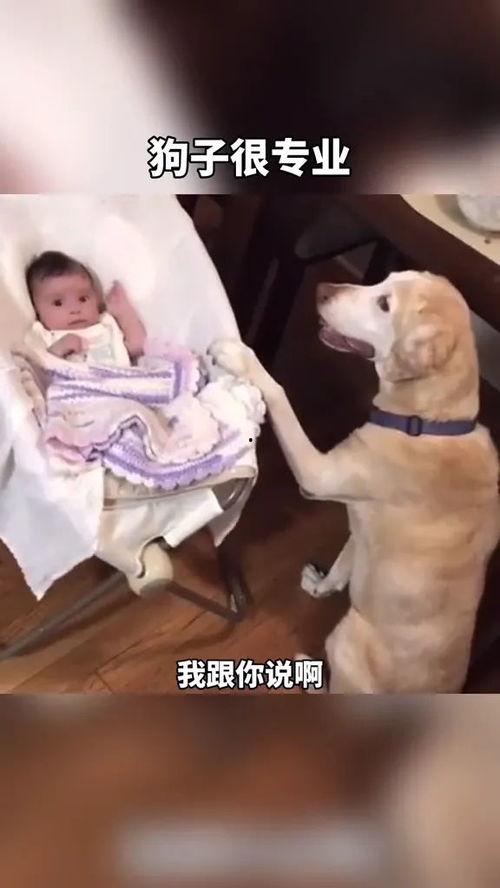 狗子今日爆料视频大全,视频大全揭秘娱乐圈幕后真相  第3张