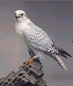 白鸟白枭早期爆料视频,独家视频内容深度解析  第2张