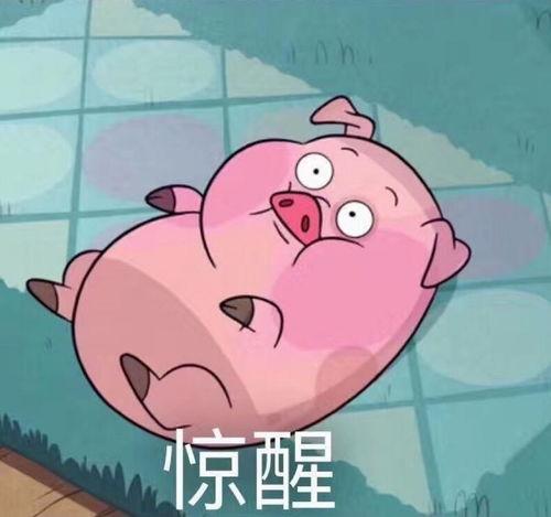 娱乐吃瓜酱肥猪猪,肥猪猪的趣味人生揭秘  第3张