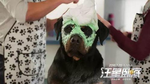 汪星卧底在线观看,萌犬侦探的神秘冒险