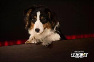 汪星卧底在线观看,萌犬侦探的神秘冒险  第3张