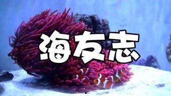 小丑鱼返场爆料视频,揭秘全新爆料视频亮点