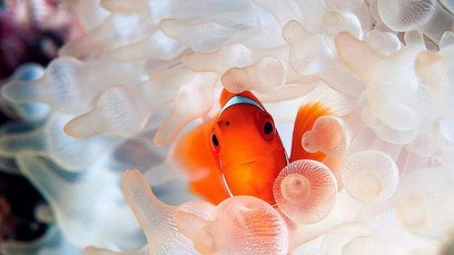 小丑鱼返场爆料视频,揭秘全新爆料视频亮点  第2张