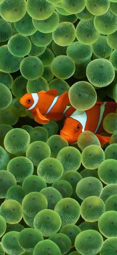 小丑鱼返场爆料视频,揭秘全新爆料视频亮点  第3张