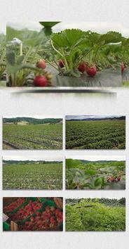 爆料种植草莓视频播放下载,播放量飙升，下载热潮席卷而来  第3张