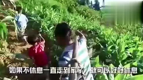 娱乐吃瓜酱竹子视频,揭秘娱乐圈幕后故事
