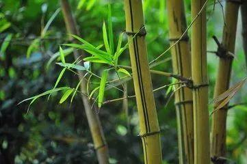 娱乐吃瓜酱竹子视频,揭秘娱乐圈幕后故事  第2张